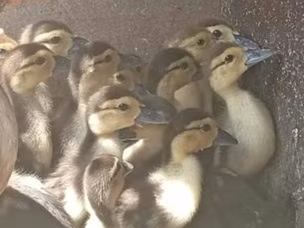 Ducks