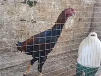 Chickens — fotografija 7