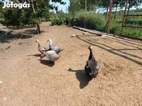 Ducks — 照片 5
