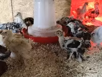 براهما — الصورة 6