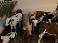 Bik, Simmental cattle — fotografija 2