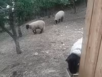 Ovan, White Suffolk sheep — fotografija 8