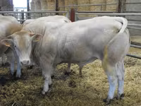 Bik, Blonde d’Aquitane cattle — fotografija 3
