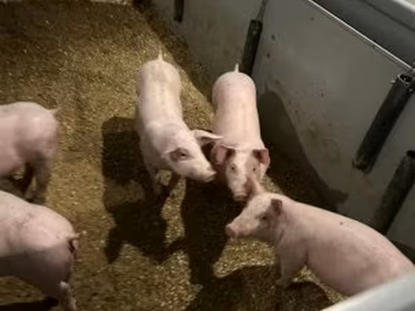 公猪, Гипор