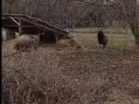 Qoʻy, Racka sheep — 2-rasm