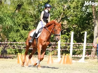 Pastuv, Oldenburg horse — fotografija 1