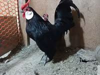 Menorka — fotografija 2