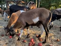 Қошқар, Cameroon sheep — 7-сурет