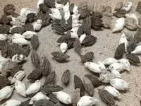 Quails — الصورة 8