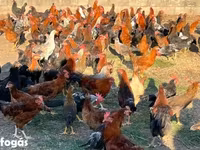 Chickens — fotografija 1