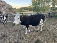 Cow, Russian Black pied cattle — photo 2