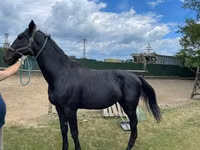 Айғыр, Nonius horse — 6-сурет