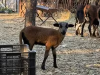 Қошқар, Cameroon sheep — 4-сурет
