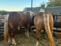فرس, Hungarian horse breed — الصورة 7