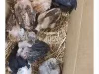 Chickens — الصورة 3