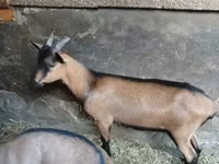 Billy Goat, Alpine goat — photo 1
