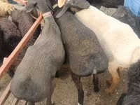 羊（ロット、性別未指定）, Edilbay sheep — 写真 3