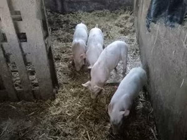 Verro, Cerdos