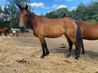 Toychoq, Nonius horse — 2-rasm