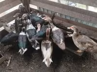 Ducks — फ़ोटो 6