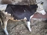 Krowa, Russian Black pied cattle — zdjęcie 2
