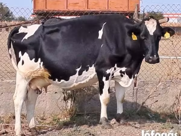 母牛, Holstein breed