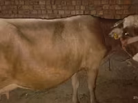 Krava, Ukrainian Brown Dairy Cattle — fotografija 1