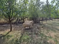 Bélier, Tsigai sheep — photo 1