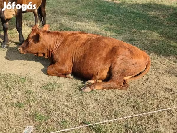 Krowa, Aberdeńsko-anguska — Węgry