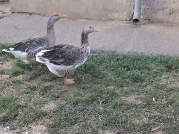 Geese — ハンガリー