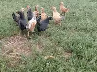 Chickens — foto 5