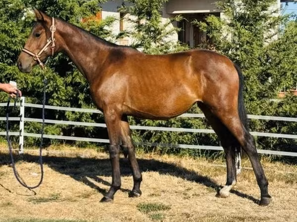 Kobyła, Hungarian horse breed — Węgry