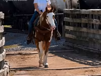 Horse (M), American paint horse — photo 8