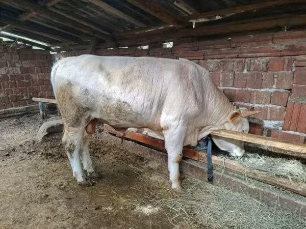 Bull, Simmental cattle