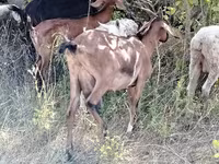 Koza, Nubian Goat — zdjęcie 5