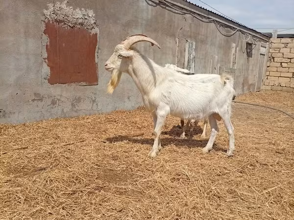 Ziegenbock, Saanen goat