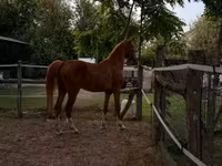 Kobila, Hungarian horse breed — fotografija 3