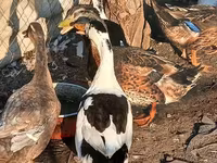 Ducks — Foto 1