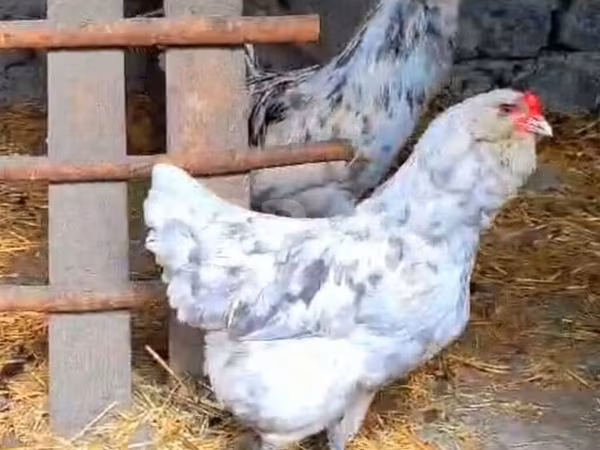 Australijska pit borbena kokoš