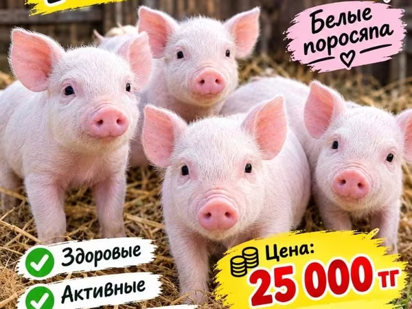 Svinje (partija, pol nije naveden), Дюрок