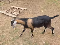 Ziegenbock, Nubian Goat — Foto 5