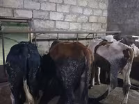 Toro, Russian Black pied cattle — foto 4