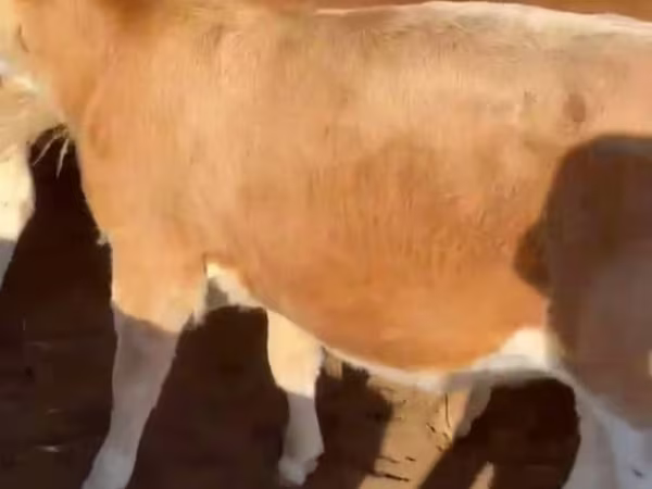 Бұқа, Аулиекөл тұқымы