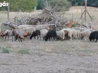 Sheep, Sheep — photo 4