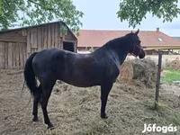 घोड़ी, Hungarian horse breed — फ़ोटो 1