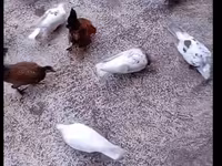 Chickens — fotografija 3
