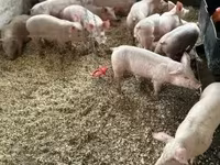 Świnie (partia, płeć nieokreślona) — zdjęcie 5