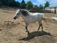 Mare, Horses — photo 2