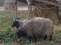 Schaf, Racka sheep — Foto 3