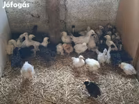 Chickens — Foto 2